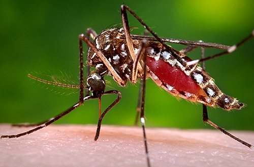 29 dengue cases in 9 days in Bengaluru